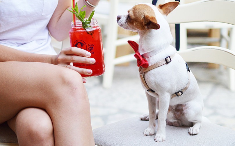 small dog on chair